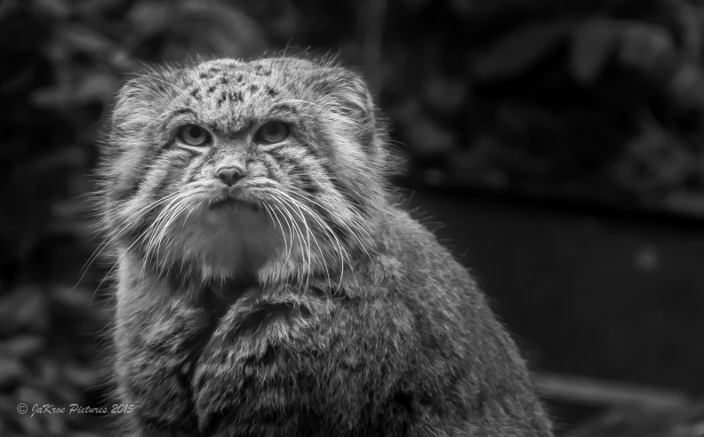 Rotterdam - Diergaarde Blijdorp-3680.jpg